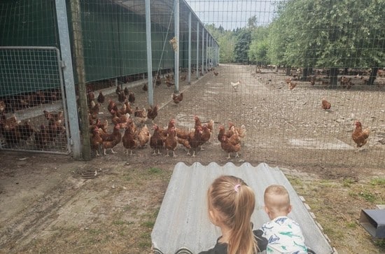 kip, kinderen