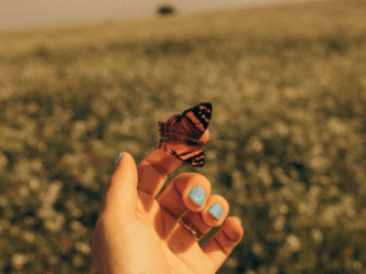 jasmina borgeld vlinder