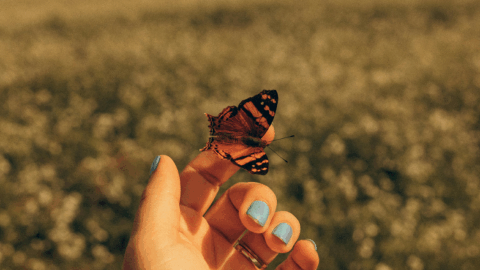 jasmina borgeld vlinder
