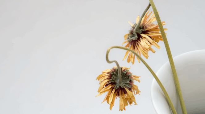 zwangerschapsverliezen