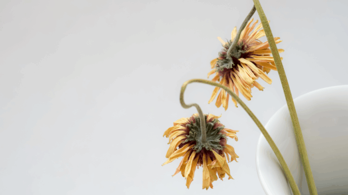 zwangerschapsverliezen