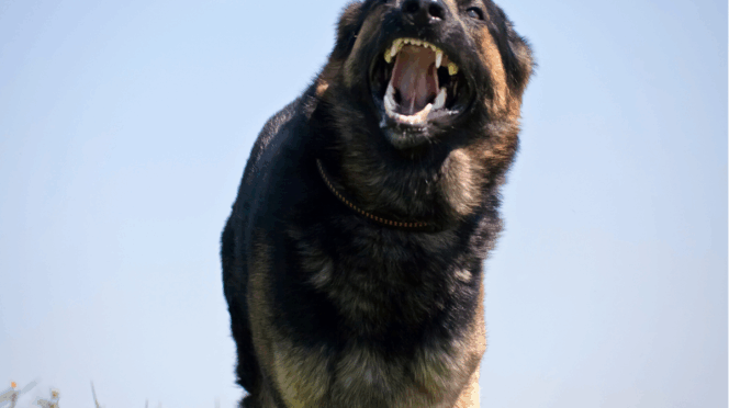 baby gebeten door hond