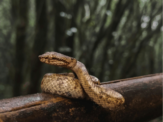 slang in huis baby foto van slang