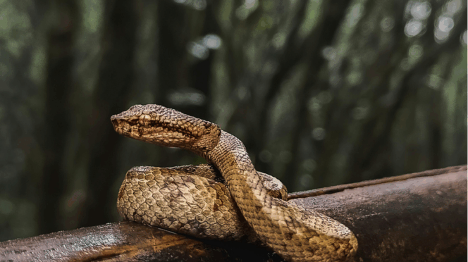 slang in huis baby foto van slang